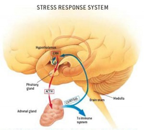 stress response system of brain